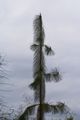 Pinus ponderosa Penaz Sosna żółta